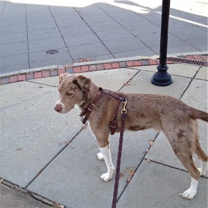 Benson2