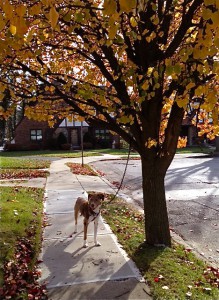 Benson4