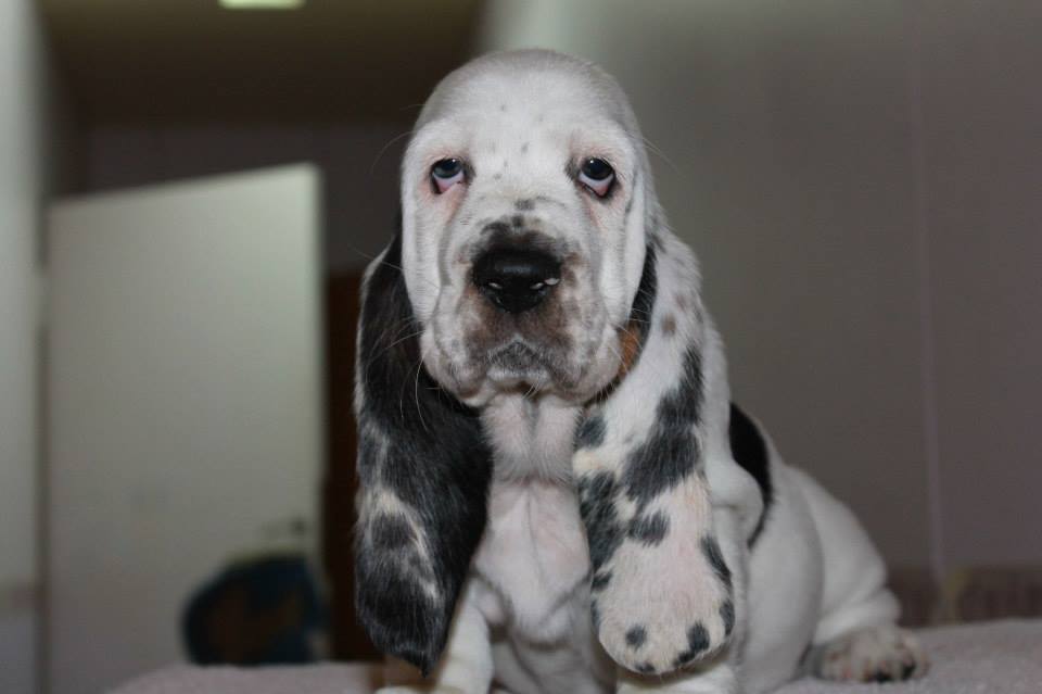 blue eyed basset hound