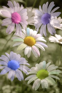 rainbowdaisy