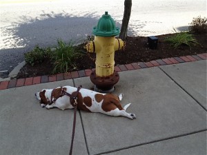 Flatbasset1