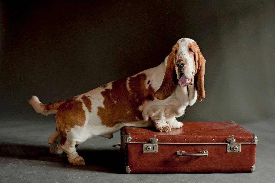 https://www.bassethoundtown.com/blog/wp-content/uploads/2014/08/FBFOTD.jpg