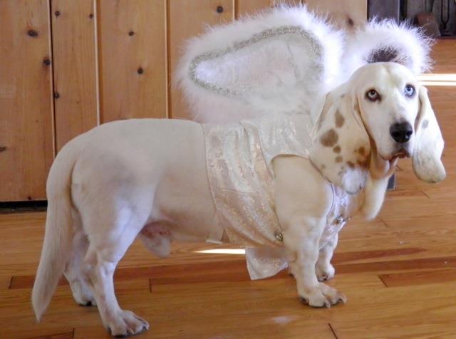 all white basset hound