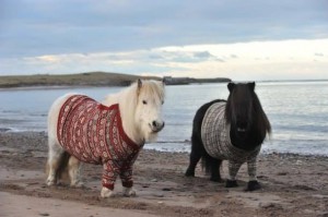 Ponies