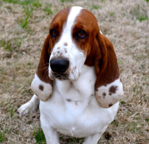 BassetBuddiesBoy