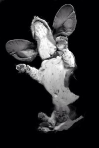 bassetglass