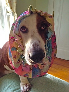 FairySnood2