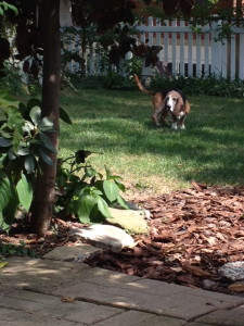 Abbybackyard