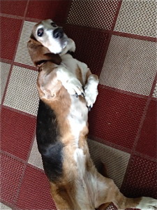 Abbybelly