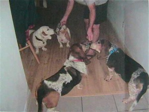 Lickbeaters