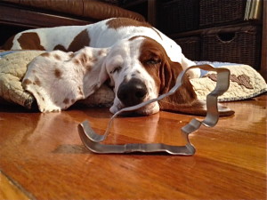 Daisy Lynn is dreaming of hound cookies!  