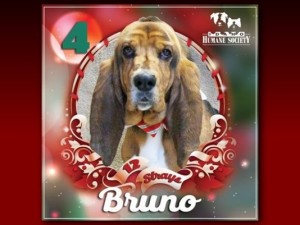 stray3bruno graphic_1513193860221.png_11935910_ver1.0